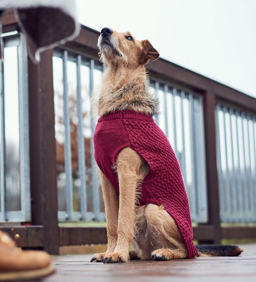 Hunter dog jumper shop
